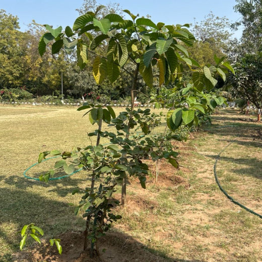 Leadership in Leaf: FICCI FLO Vadodara’s Sustainability Drive – 2 years