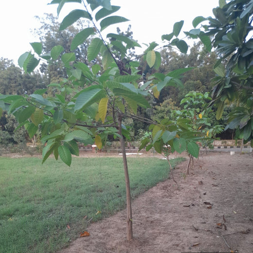 Leadership in Leaf: FICCI FLO Vadodara’s Sustainability Drive – 3 years