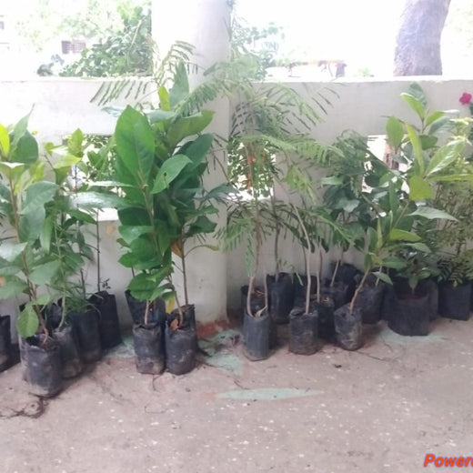 Tech for Trees: FiftyFive Technologies' Commitment to Sustainability – Planting