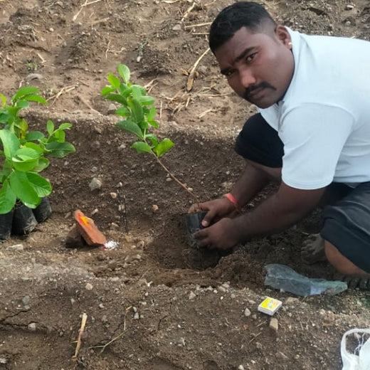 Fund & Forest: Finansu’s Sustainable Lending Drive – Planting