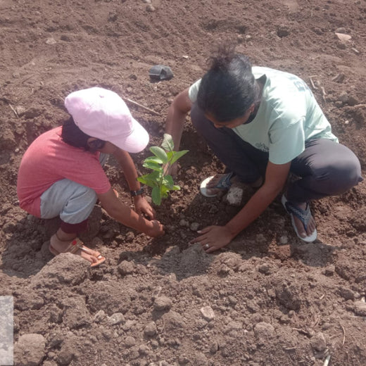 Fund & Forest: Finansu’s Sustainable Lending Drive – Planting