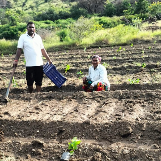 Fund & Forest: Finansu’s Sustainable Lending Drive – Planting