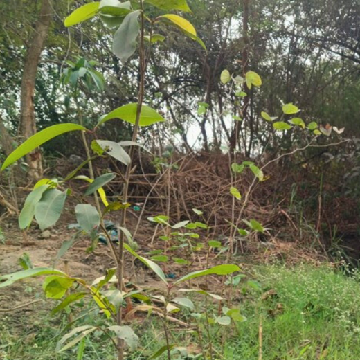 Fluke Technologies’ CSR Effort to Restore Urban Nature – 1 year