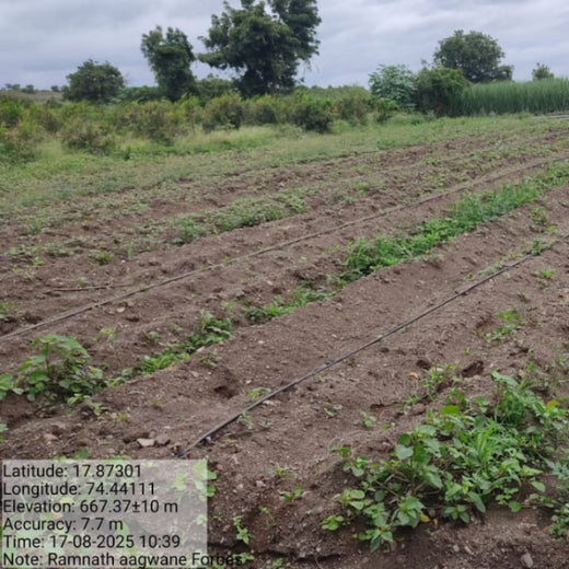 Forbes Grows Opportunity: Agroforest Initiative for Environmental and Economic Resilience – 1 year