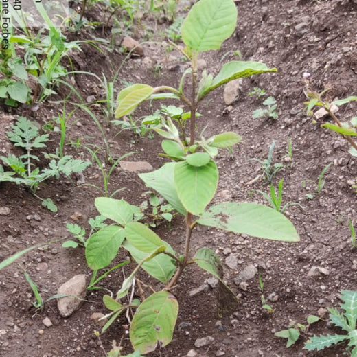 Forbes Grows Opportunity: Agroforest Initiative for Environmental and Economic Resilience – 1 year