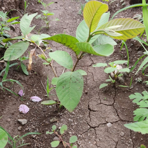 Forbes Grows Opportunity: Agroforest Initiative for Environmental and Economic Resilience – 1 year