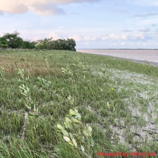Nature’s Guardians: Mangroves for People, Planet, and Prosperity – 2 years