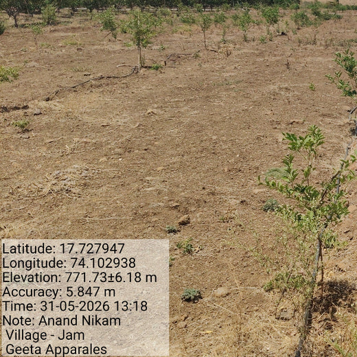 Geeta Apparels' Eco Promise: A Tree for Every Shipment – 6 months