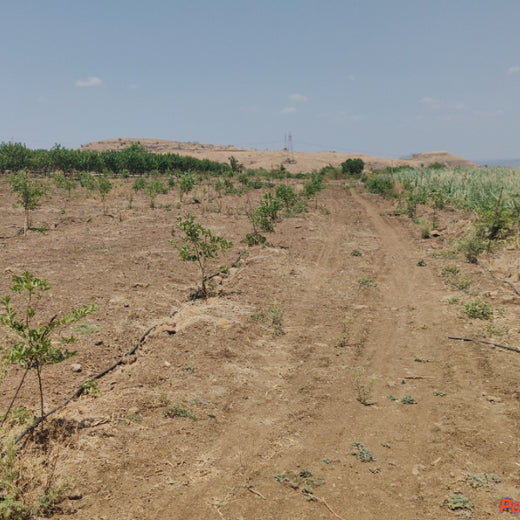 Geeta Apparels' Eco Promise: A Tree for Every Shipment – 6 months