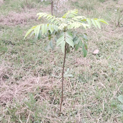 "Connecting Teams to Nature: Gensol Bengaluru’s Agroforest Commitment" – 6 months