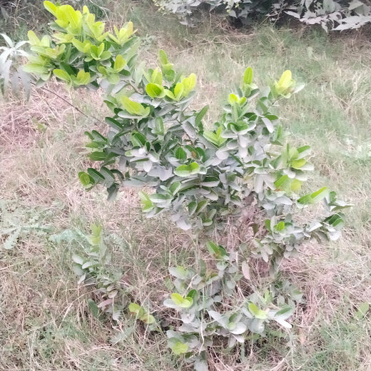 "Connecting Teams to Nature: Gensol Bengaluru’s Agroforest Commitment" – 6 months