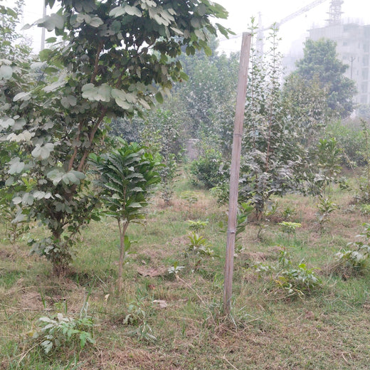 "Connecting Teams to Nature: Gensol Bengaluru’s Agroforest Commitment" – 6 months