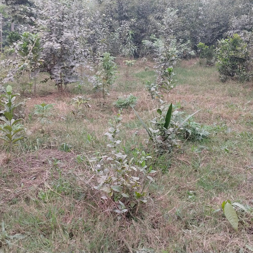 "Connecting Teams to Nature: Gensol Bengaluru’s Agroforest Commitment" – 6 months