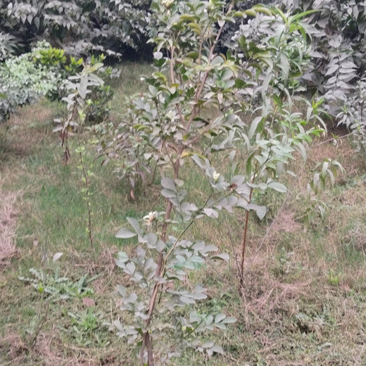 "Connecting Teams to Nature: Gensol Bengaluru’s Agroforest Commitment" – 6 months