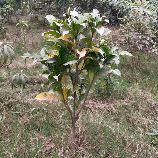 "Connecting Teams to Nature: Gensol Bengaluru’s Agroforest Commitment" – 6 months
