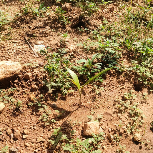 "Connecting Teams to Nature: Gensol Bengaluru’s Agroforest Commitment" – 1 year