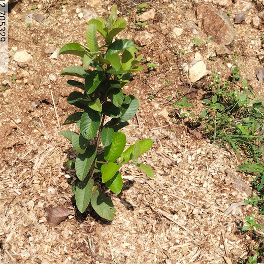 "Connecting Teams to Nature: Gensol Bengaluru’s Agroforest Commitment" – 1 year
