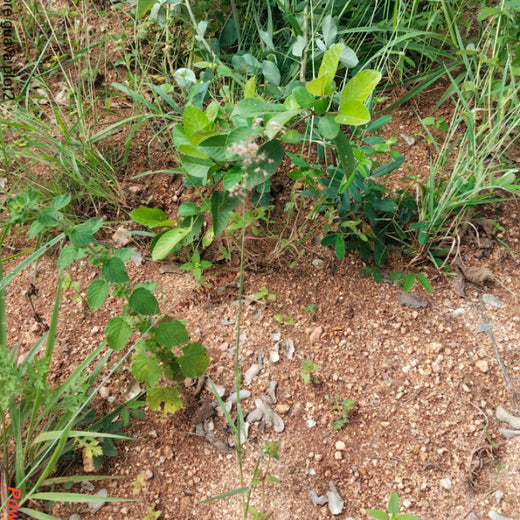 "Connecting Teams to Nature: Gensol Bengaluru’s Agroforest Commitment" – 1 year