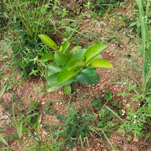 "Connecting Teams to Nature: Gensol Bengaluru’s Agroforest Commitment" – 1 year