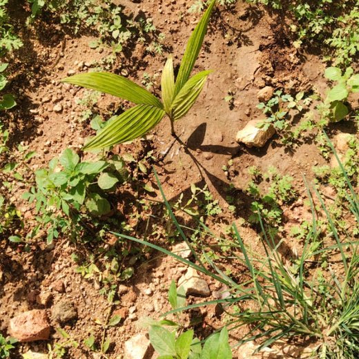 "Connecting Teams to Nature: Gensol Bengaluru’s Agroforest Commitment" – 1 year