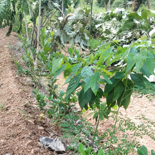 "Connecting Teams to Nature: Gensol Bengaluru’s Agroforest Commitment" – 1 year