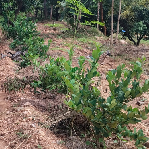 "Connecting Teams to Nature: Gensol Bengaluru’s Agroforest Commitment" – 1 year