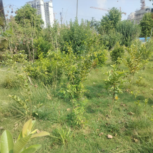 Gensol Delhi: Inspiring Change with an Urban Forest – 6 months