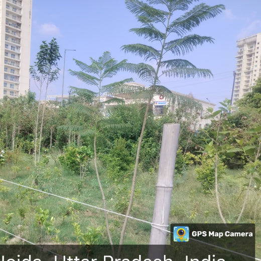 Gensol Delhi: Inspiring Change with an Urban Forest – 6 months