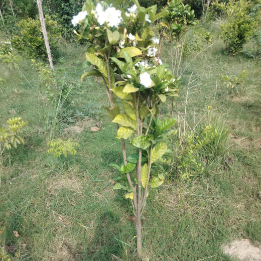 Gensol Delhi: Inspiring Change with an Urban Forest – 6 months