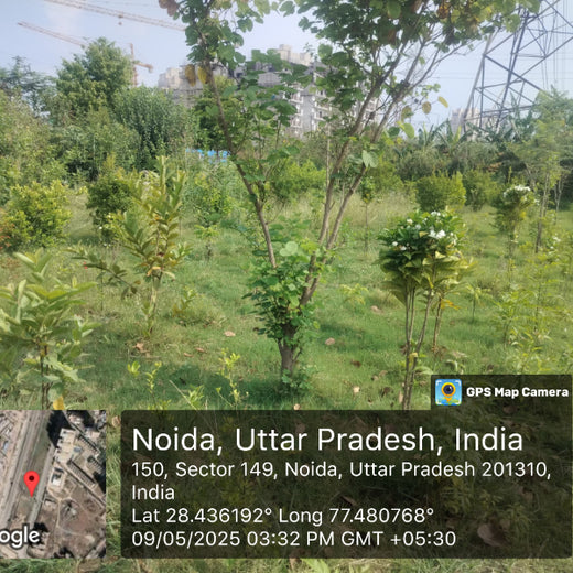Gensol Delhi: Inspiring Change with an Urban Forest – 6 months