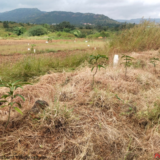 Gensol Goes Green: Agroforestry for Employees in Pune – 1 year
