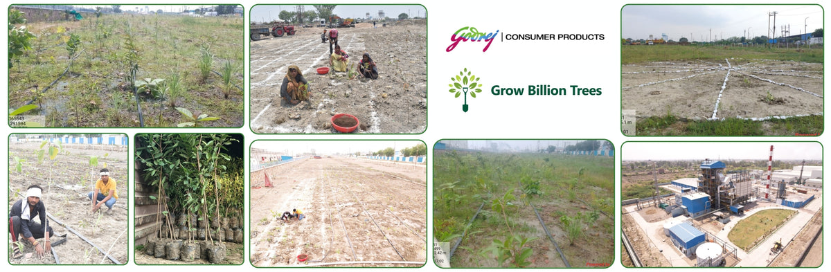 Forest by Design: Godrej Turns Industrial Space into Biodiversity Hub