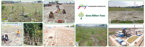 Forest by Design: Godrej Turns Industrial Space into a Biodiversity Hub