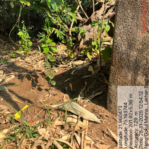 Trees of Love: Aradhana’s Gift to Gokul and the Planet – 6 months