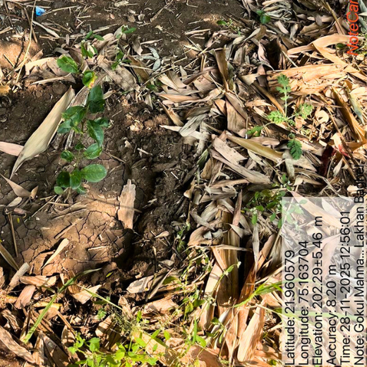 Trees of Love: Aradhana’s Gift to Gokul and the Planet – 6 months