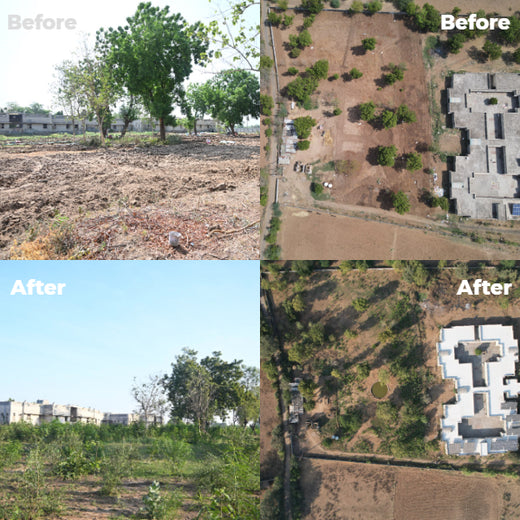 Group Landmark's ROAR (Reduce to Zero, Add Responsibility) Initiative: Miyawaki Forests – 2 years