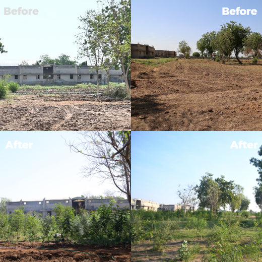 Group Landmark's ROAR (Reduce to Zero, Add Responsibility) Initiative: Miyawaki Forests – 2 years