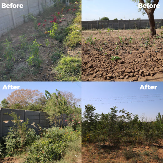 Group Landmark's ROAR (Reduce to Zero, Add Responsibility) Initiative: Miyawaki Forests – 2 years