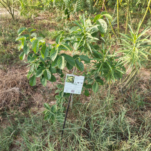 Group Landmark's ROAR (Reduce to Zero, Add Responsibility) Initiative: Miyawaki Forests – 1 year