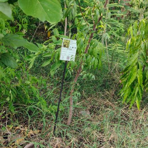 Group Landmark's ROAR (Reduce to Zero, Add Responsibility) Initiative: Miyawaki Forests – 1 year