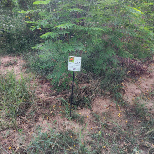 Group Landmark's ROAR (Reduce to Zero, Add Responsibility) Initiative: Miyawaki Forests – 1 year