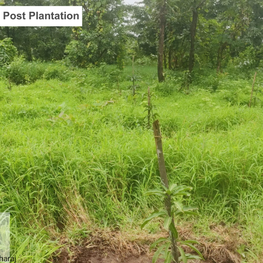 Group Landmark’s ROAR: Driving CSR Through Agroforests – 1 year