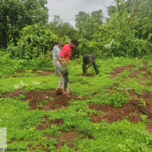 Group Landmark’s ROAR: Driving CSR Through Agroforests – 6 months