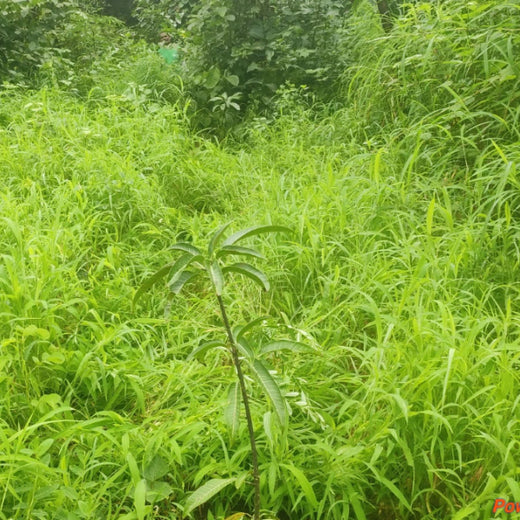 Group Landmark’s ROAR: Driving CSR Through Agroforests – 1 year