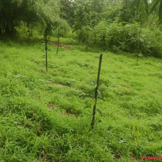 Group Landmark’s ROAR: Driving CSR Through Agroforests – 1 year