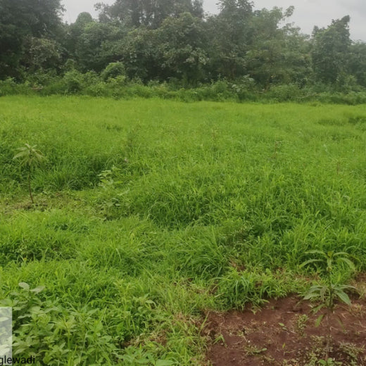 Group Landmark’s ROAR: Driving CSR Through Agroforests – 1 year
