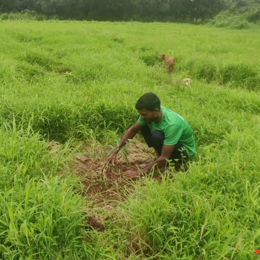 Group Landmark’s ROAR: Driving CSR Through Agroforests – 6 months