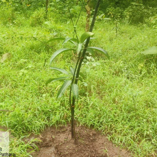 Group Landmark’s ROAR: Driving CSR Through Agroforests – 1 year