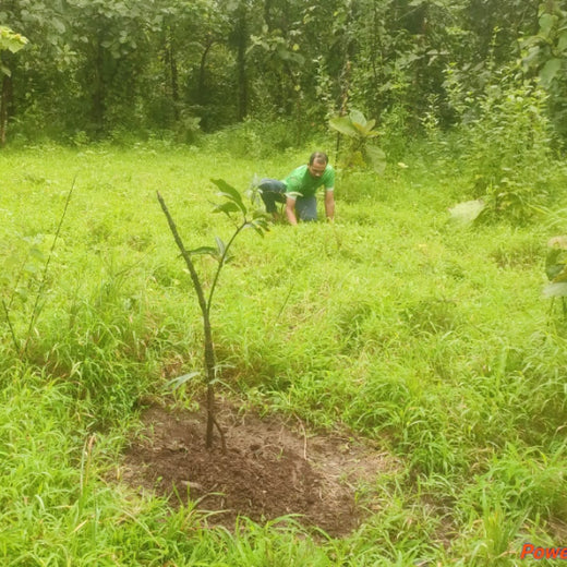 Group Landmark’s ROAR: Driving CSR Through Agroforests – 6 months
