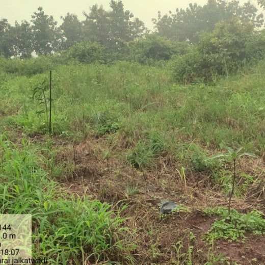 Group Landmark’s ROAR: Driving CSR Through Agroforests – 1 year
